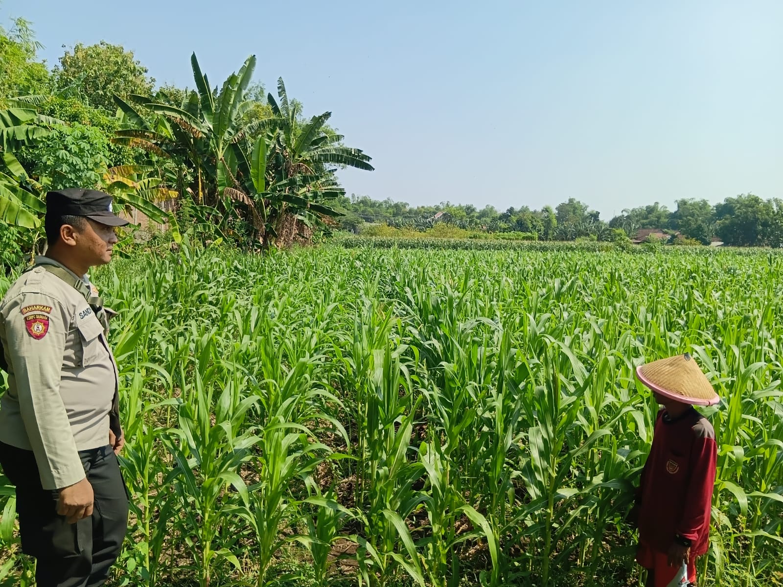 Pantau Jagung dan Ingatkan Kunci Ganda, Polisi Dukung Ketahanan Pangan Sekaligus Keamanan Petani