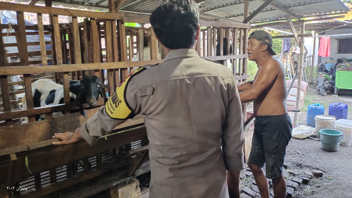 Pantau Ternak Kambing dari Pakan hingga Keamanan, Bhabinkamtibmas Kedungombo Dukung Ketahanan Pangan