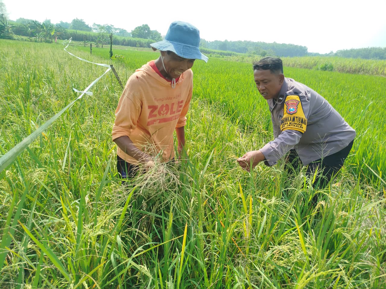 Dukung Ketahanan Pangan, Bhabinkamtibmas Polsek Jatikalen Sambangi Petani Padi di Sawah