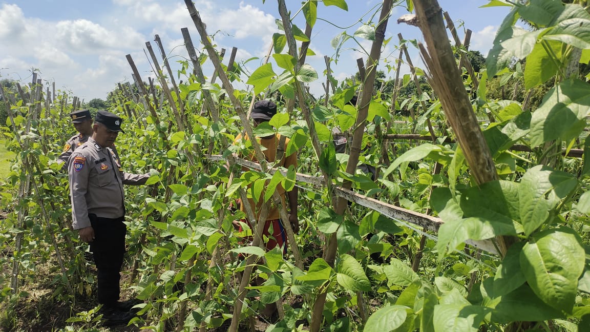 Hadapi Musim Kemarau, Petani Kedungmlaten Beralih ke Kacang Panjang dan Melon