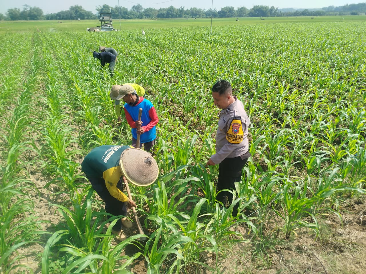 Bhabinkamtibmas Desa lumpang kuwek Kec Jatikalen Bersama Petani Cek Lahan Tanaman Jagung