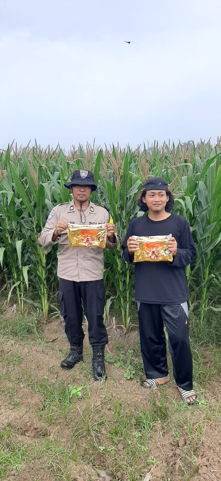 Bhabinkamtibmas Kelurahan Ploso Pantau Lahan Pertanian dan Pertumbuhan Benih Jagung Bhayangkara
