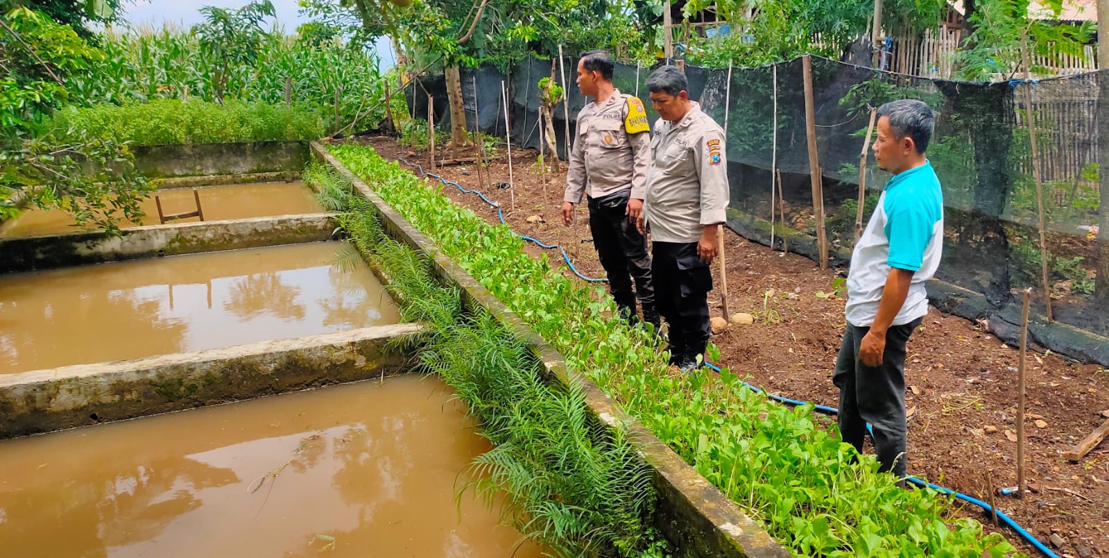 Kolam Ikan dan Sawi Jadi Andalan, Polisi Dukung Ketahanan Pangan Warga Ngetos