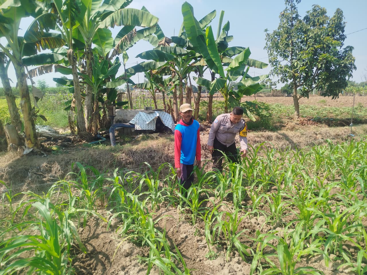 Upaya Dukung Ketahanan Pangan, Bhabinkamtibmas Polsek Jatikalen Kunjungi Petani Jagung