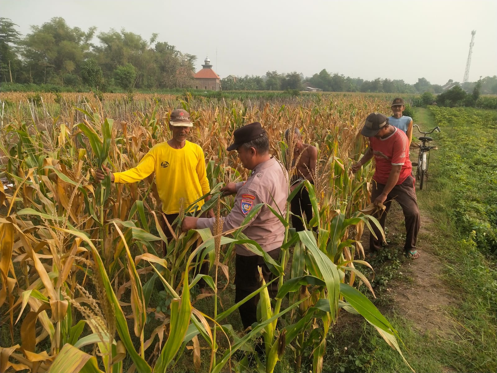 Jelang Panen, Bhabinkamtibmas Pehserut Sukomoro Kawal Tanaman Jagung Warga