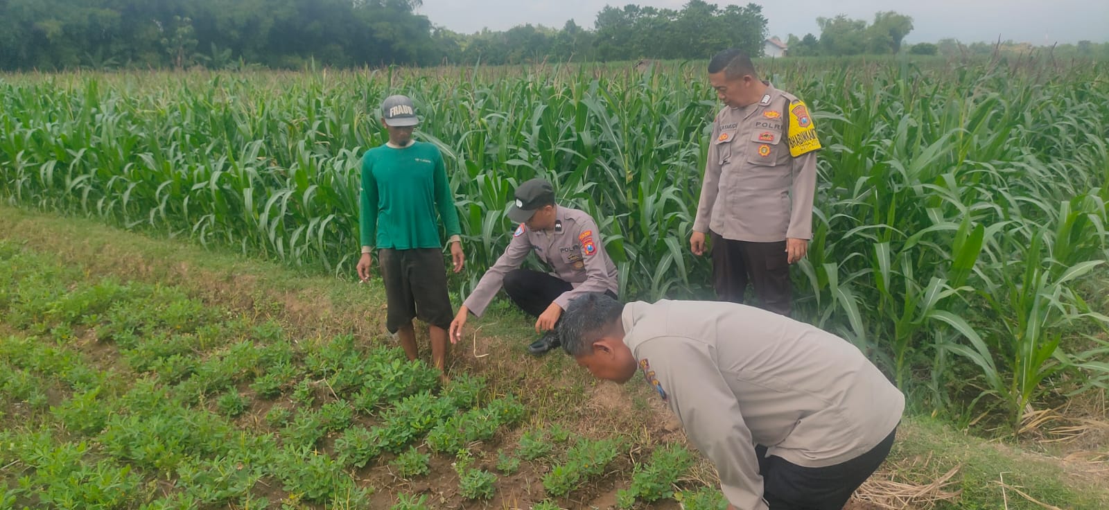 Cek Tanaman Kacang Tanah dan Ketersediaan Air, Polisi Ngetos Kawal Ketahanan Pangan Warga