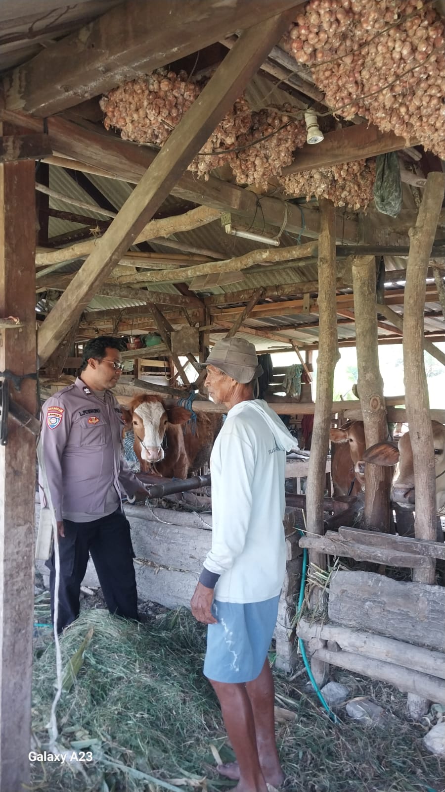 Pantau Ternak Sapi dan Keamanan Kandang, Bhabinkamtibmas Lengkong Lor Dukung Ketahanan Pangan