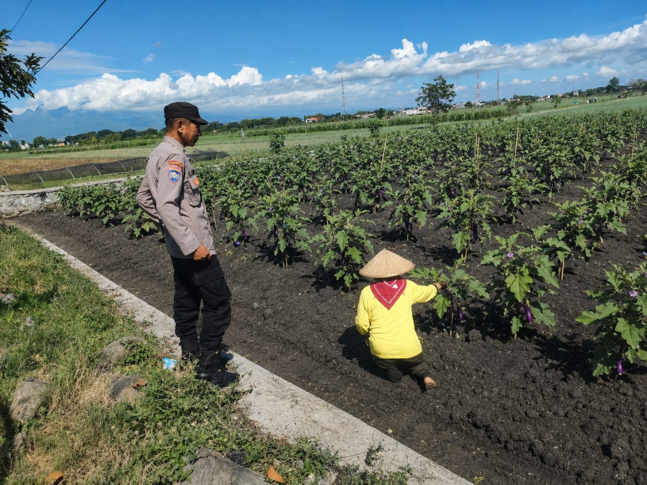 Manfaatkan Musim Kemarau, Bhabinkamtibmas Bungur Pantau Budidaya Terong di Lahan Persawahan