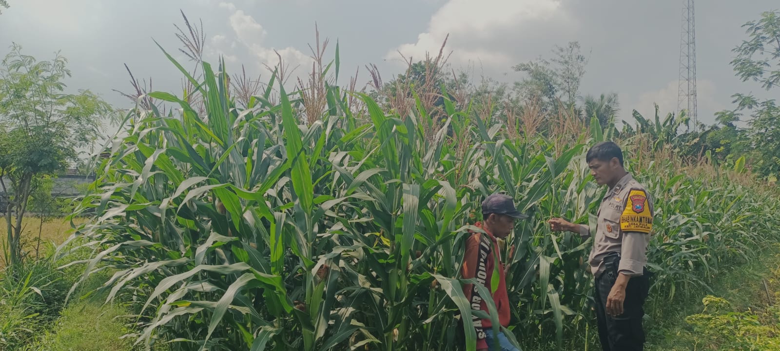 Bhabinkamtibmas Polsek Jatikalen Kunjungi Petani Jagung Dan Berikan Edukasi Untuk Ketahanan Pangan ‎