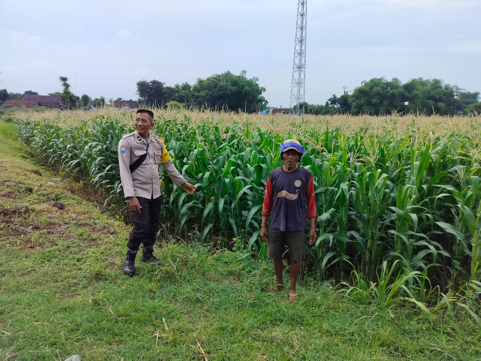 Jagung Tumbuh Subur, Bhabinkamtibmas Gebangkerep Apresiasi Pola Tanam Petani
