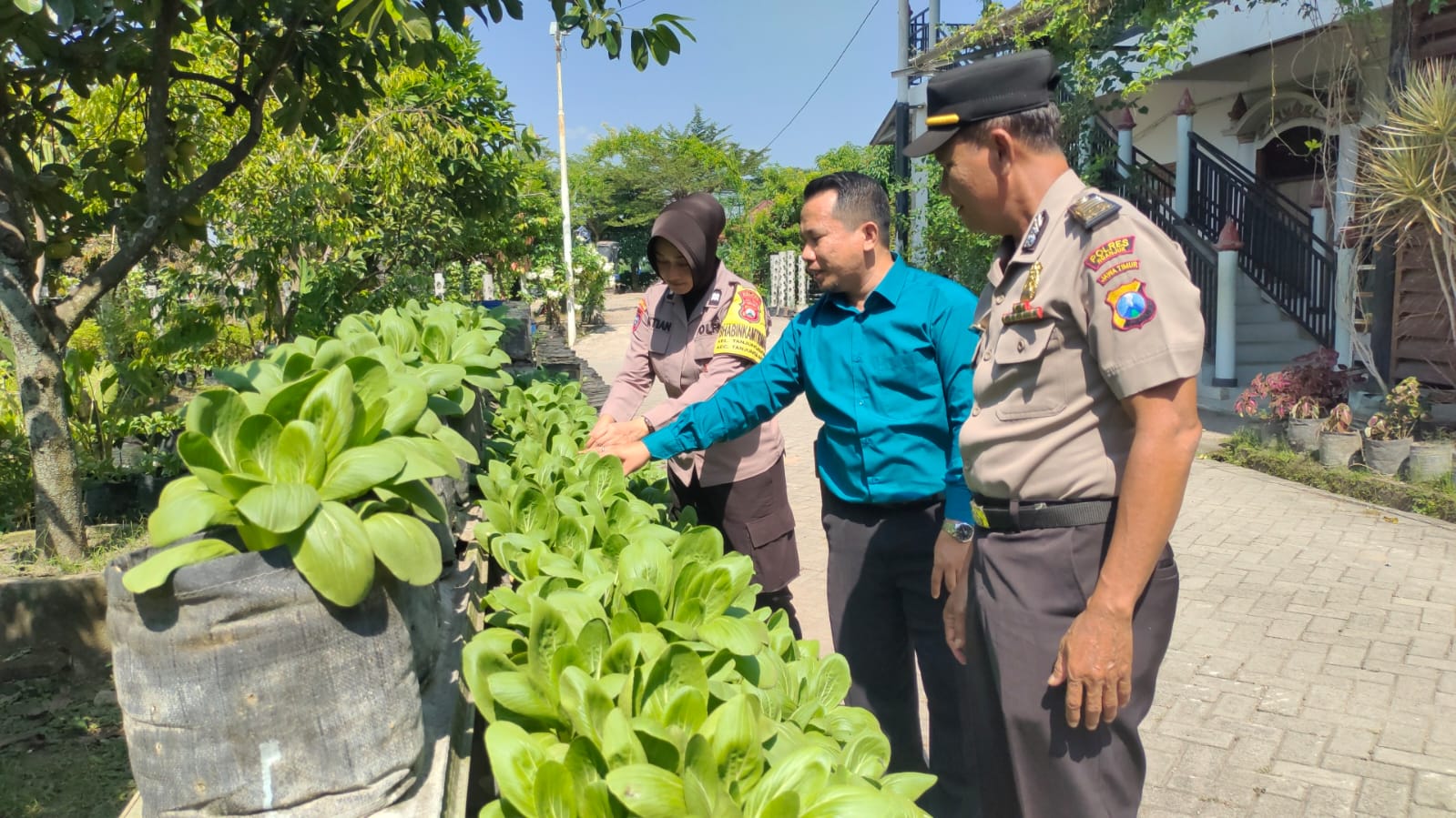 Pekarangan Hijau, Pangan Terjaga: Polisi Pantau Budidaya Sayuran Polybag Warga