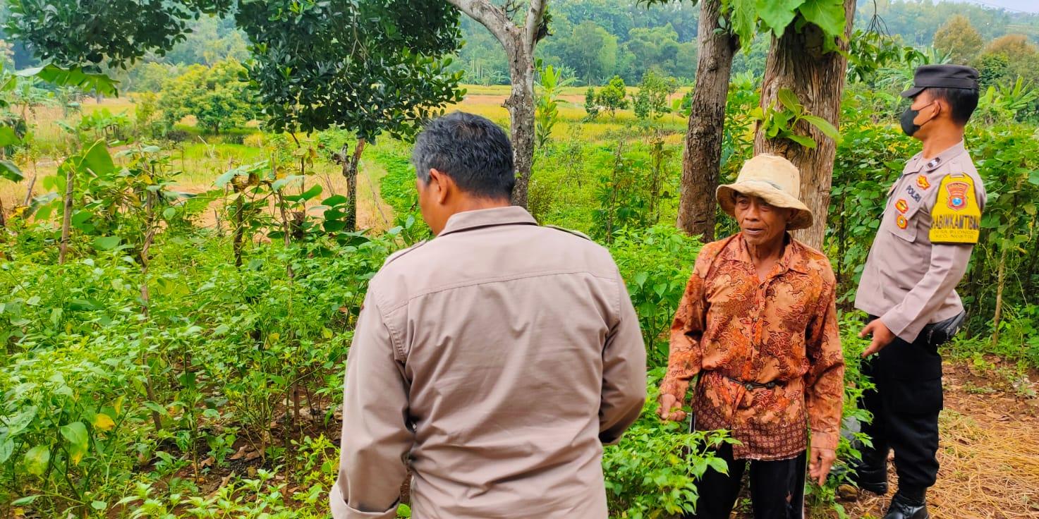 Polisi Ngetos Pantau Lahan Cabai Warga, Dorong Peremajaan Tanaman Demi Produktivitas