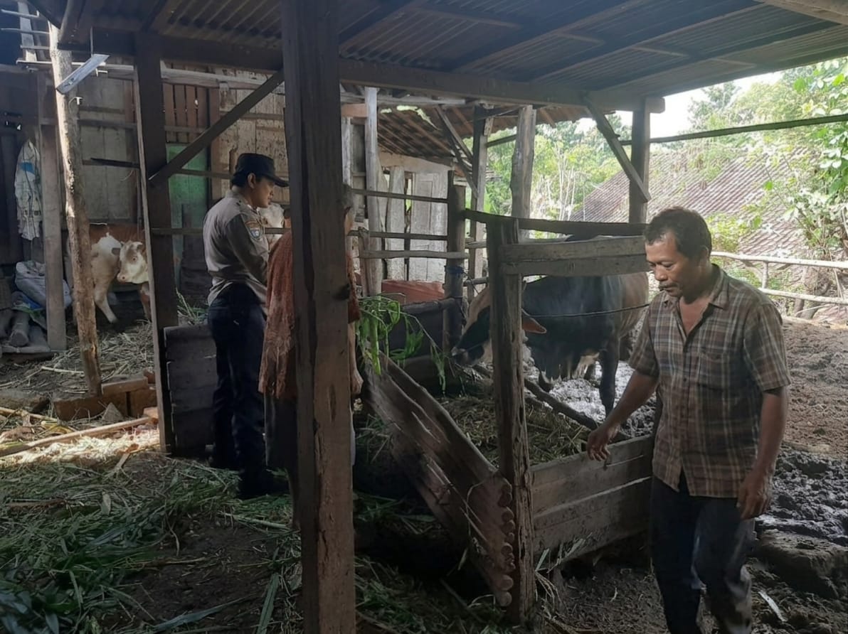 Cek Ternak Sapi Warga, Bhabinkamtibmas Sumbermiri Perkuat Ketahanan Pangan Nasional