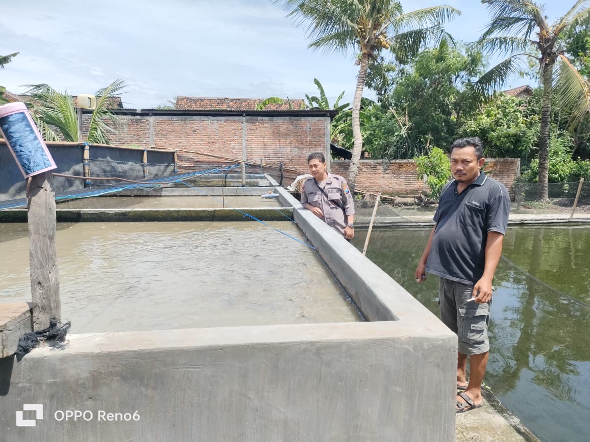 Cabe, Perikanan hingga Peternakan, Polisi Baron Kawal P2B Terpadu Warga
