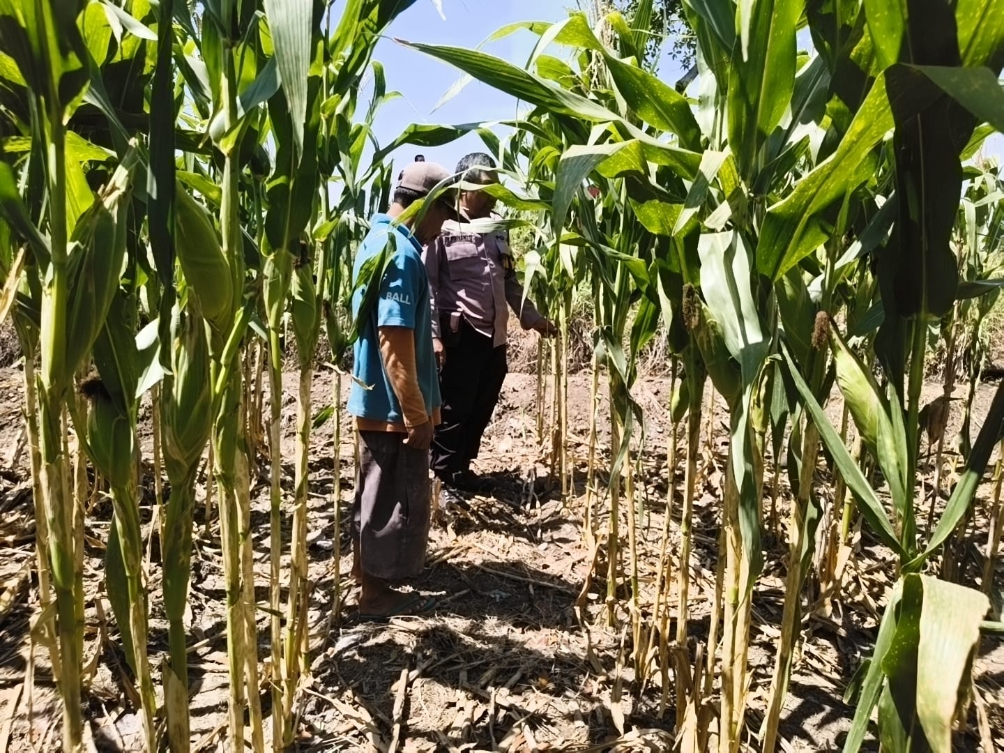 Bhabinkamtibmas Hadir di Tengah Petani, Pastikan Jagung Siap Panen Dukung Ketahanan Pangan
