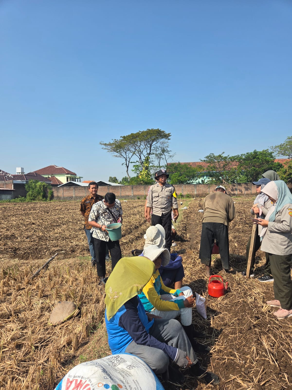 Bhabinkamtibmas Kelurahan Ploso Bersama Tiga Pilar Tanam Jagung Benih Bhayangkara, Dukung Ketahanan Pangan
