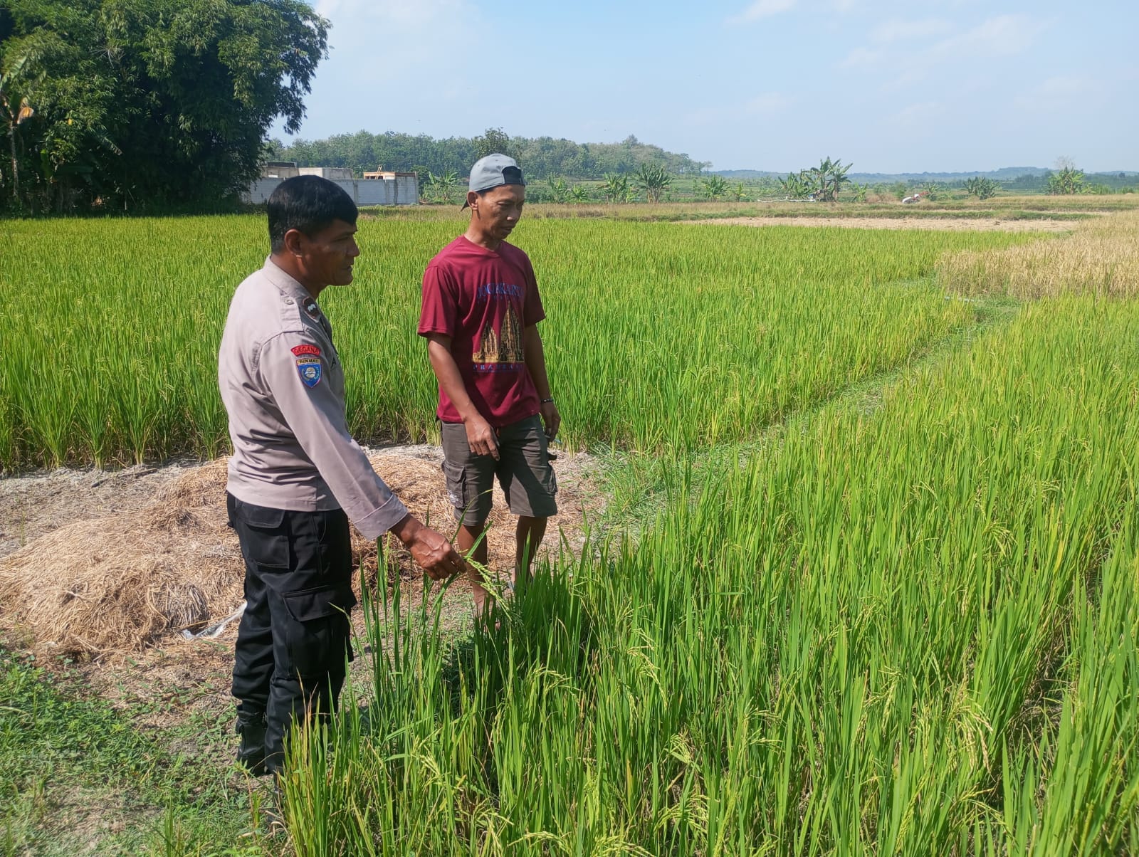 Pastikan Pasokan Air Sawah, Bhabinkamtibmas Desa Pule Dukung Ketahanan Pangan Nasional