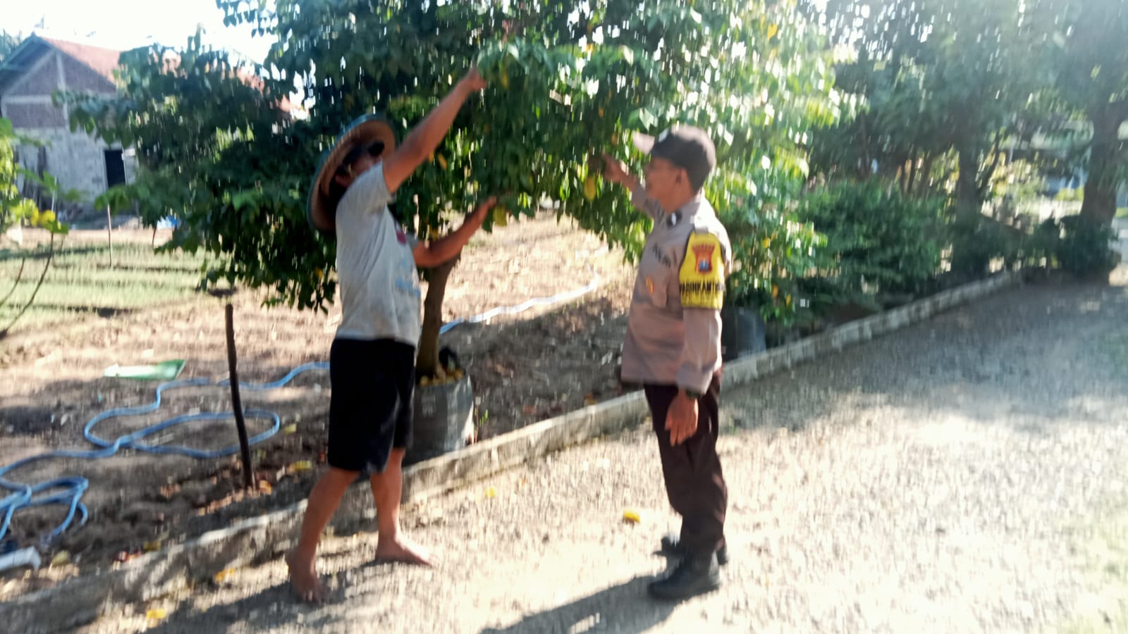 Manfaatkan Lahan Sela dengan Nangka dan Kelengkeng, Bhabinkamtibmas Desa Sonopatik Dukung Ketahanan Pangan