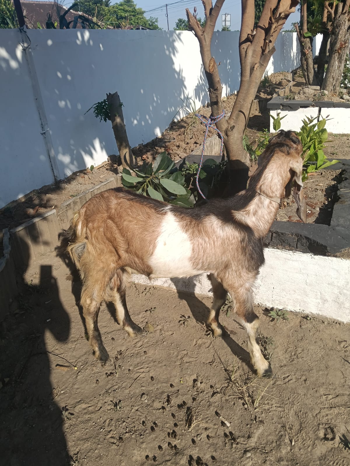 Apes! Belasan Kali Curi Kambing, Pria Asal Kediri Akhirnya Tertangkap Warga dan Polisi