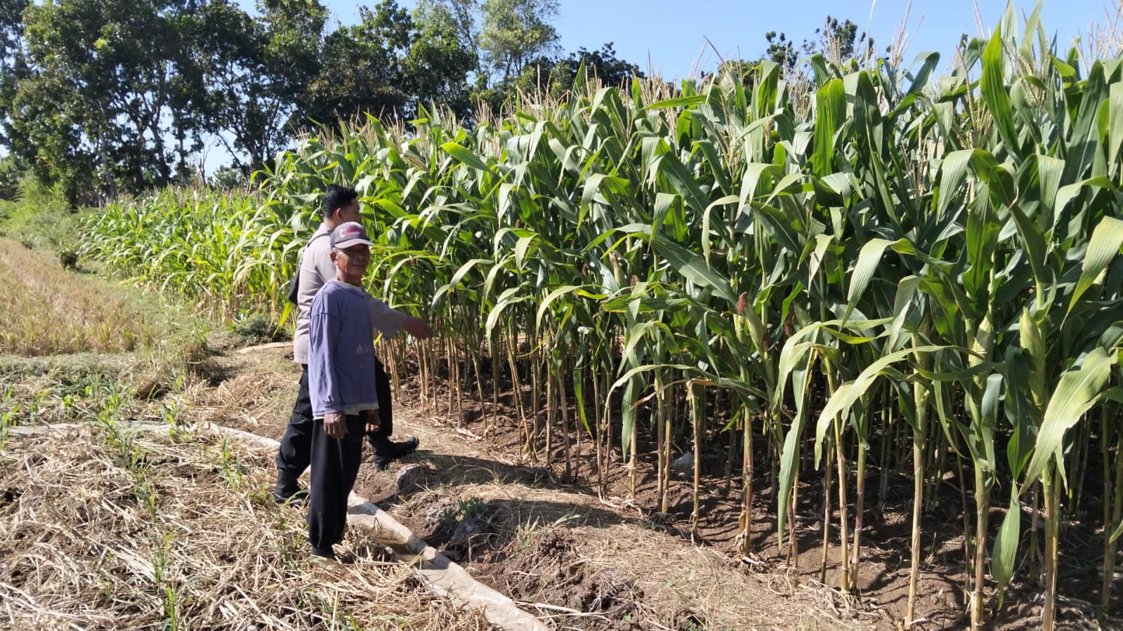 Monitoring Lahan Jagung, Bhabinkamtibmas Polsek Nganjuk Kota Pastikan Tanaman Warga Tumbuh Optimal