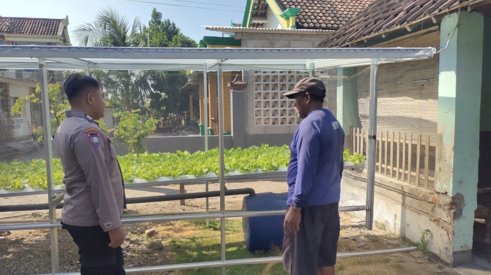 Green House Selada Air Jadi Andalan, Bhabinkamtibmas Sonobekel Dukung Ketahanan Pangan