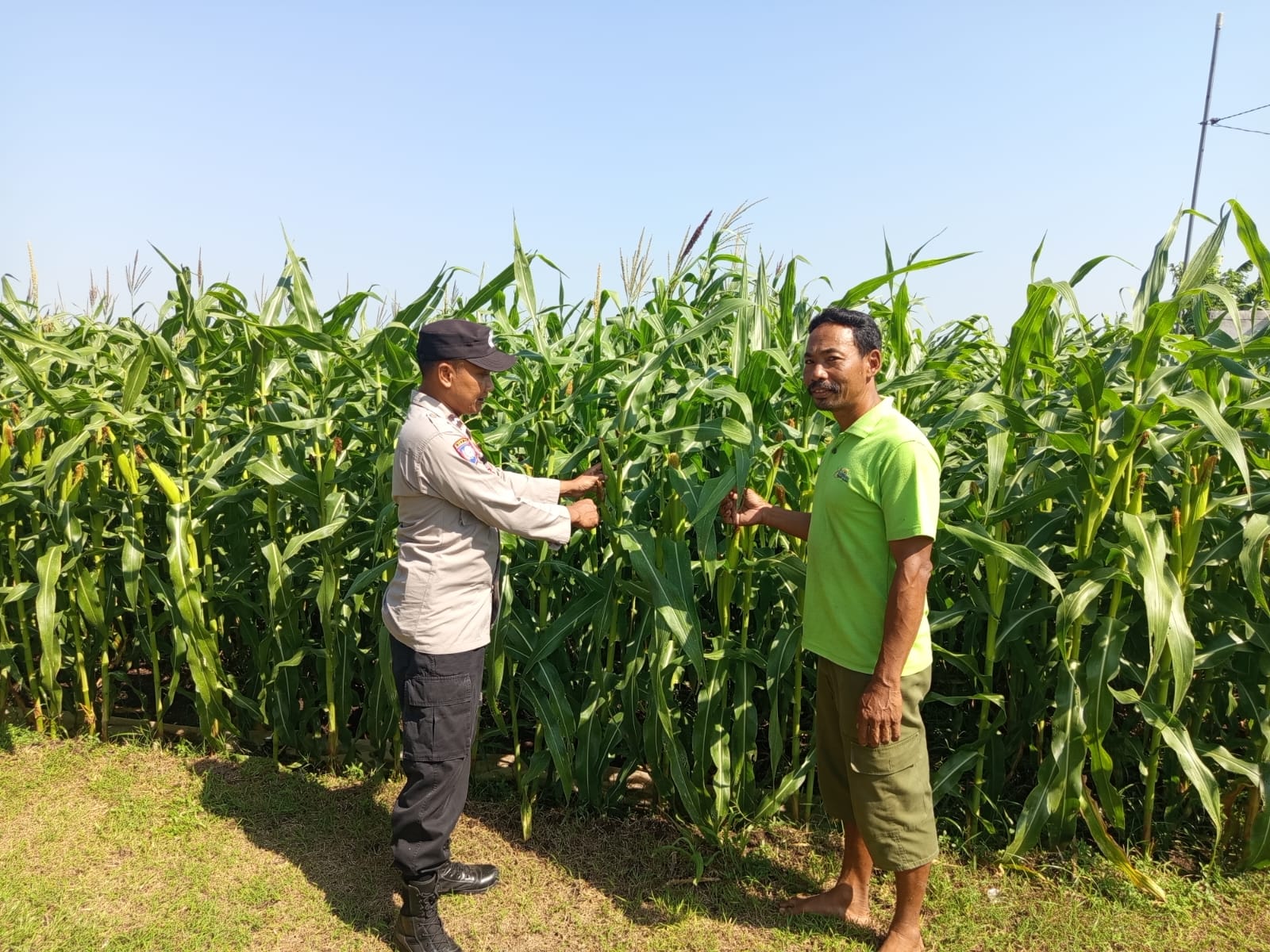 Pantau Tanaman Jagung, Bhabinkamtibmas Desa Jekek Perkuat Ketahanan Pangan Nasional