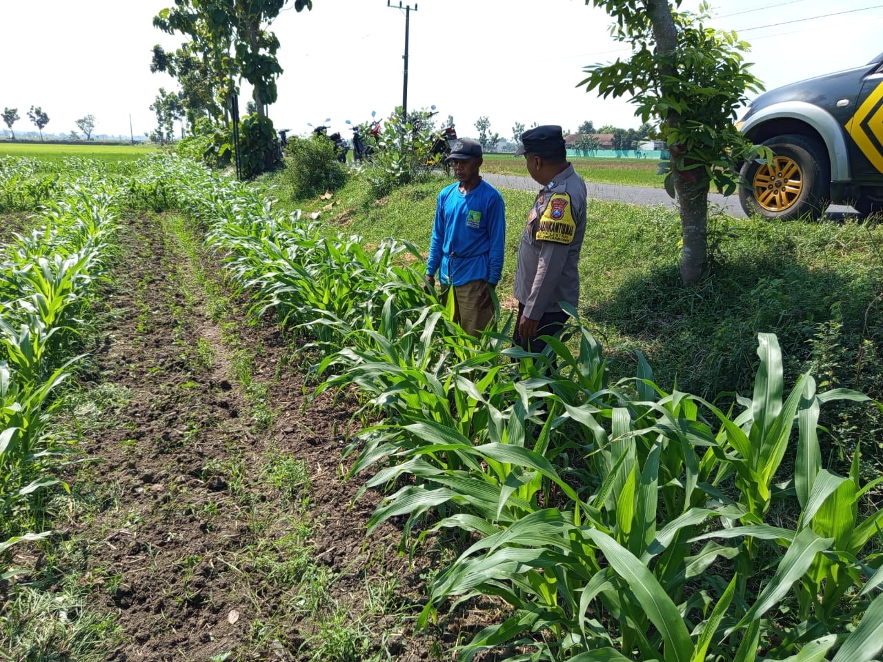 Pantau Jagung dan Ketersediaan Air, Bhabinkamtibmas Desa Lestari Dukung Ketahanan Pangan