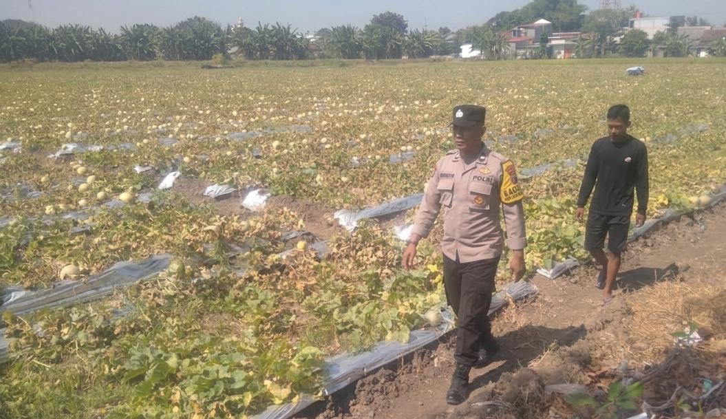 Pantau Panen Melon, Bhabinkamtibmas Pandantoyo Ingatkan Petani Amankan Kendaraan
