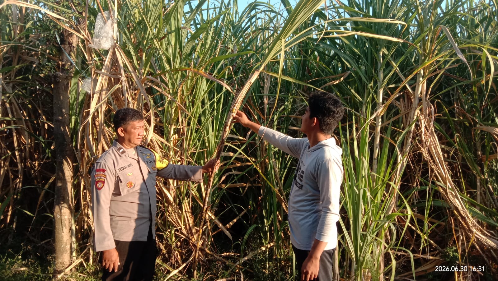 Pantau Jagung dan Tebu, Bhabinkamtibmas Desa Trayang Perkuat Ketahanan Pangan