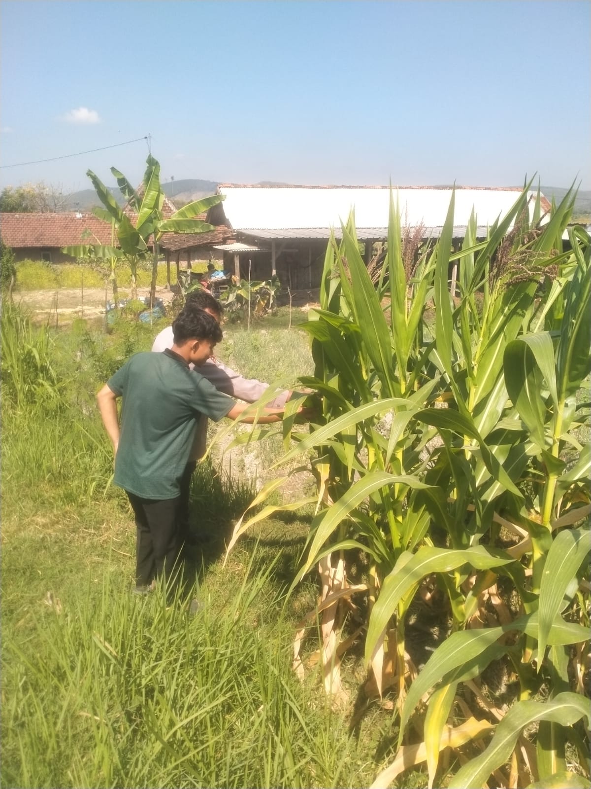 Pantau Pertumbuhan Jagung, Bhabinkamtibmas Desa Tempuran Dukung Ketahanan Pangan Nasional