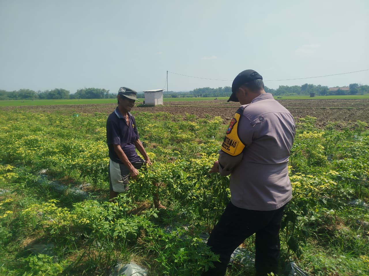 Jelang Panen, Bhabinkamtibmas Imbau Petani Jaga Lahan Cabai Bernilai Ekonomi Tinggi
