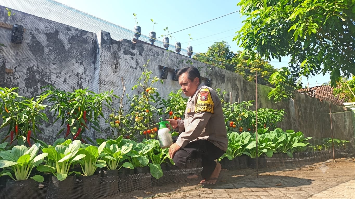Vertikultur Jadi Andalan Lahan Sempit, Bhabinkamtibmas Watudandang Dukung Ketahanan Pangan
