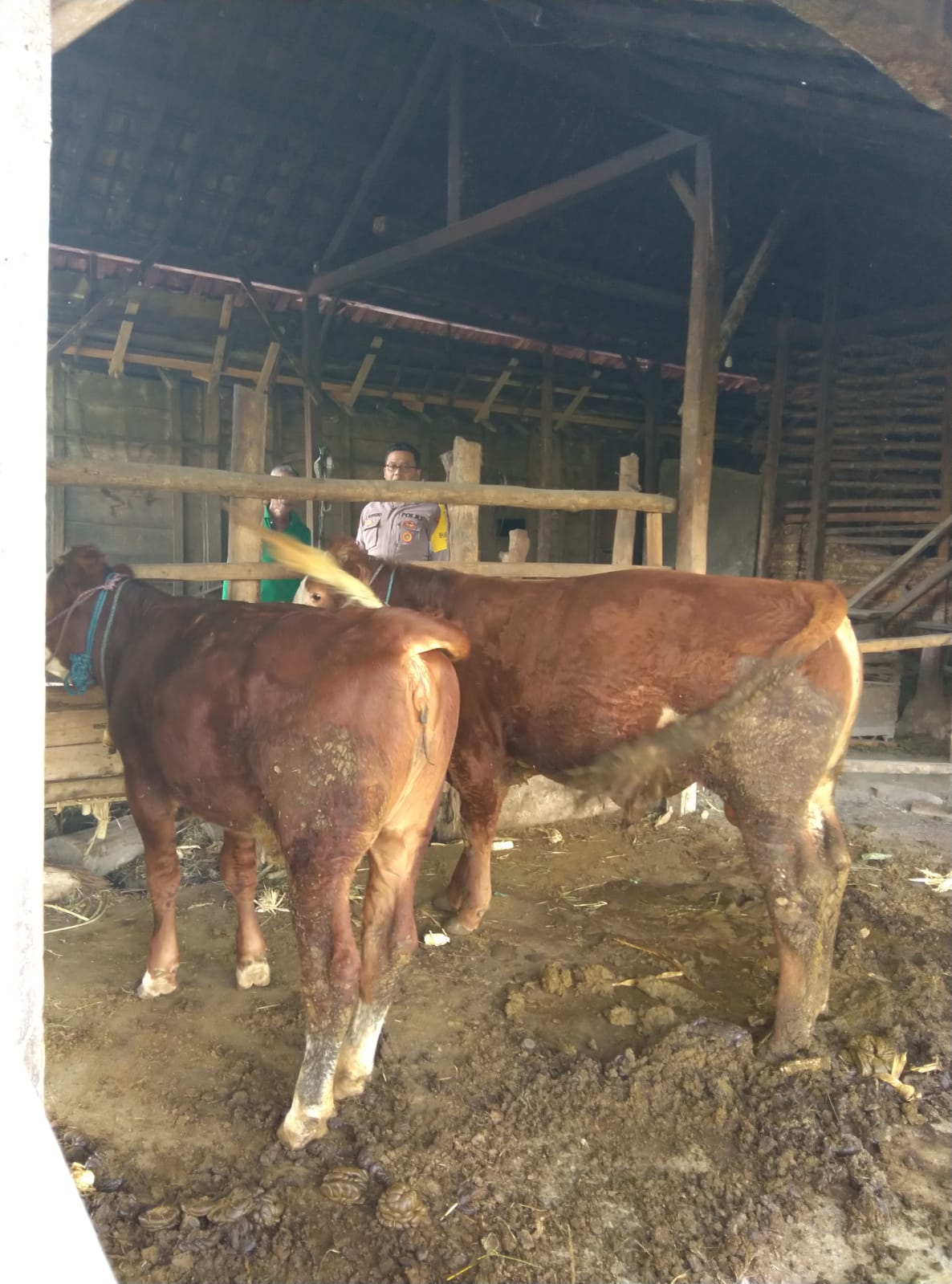 Pantau Peternakan Sapi, Bhabinkamtibmas Lengkong Lor Tekankan Keamanan dan Pengelolaan Limbah