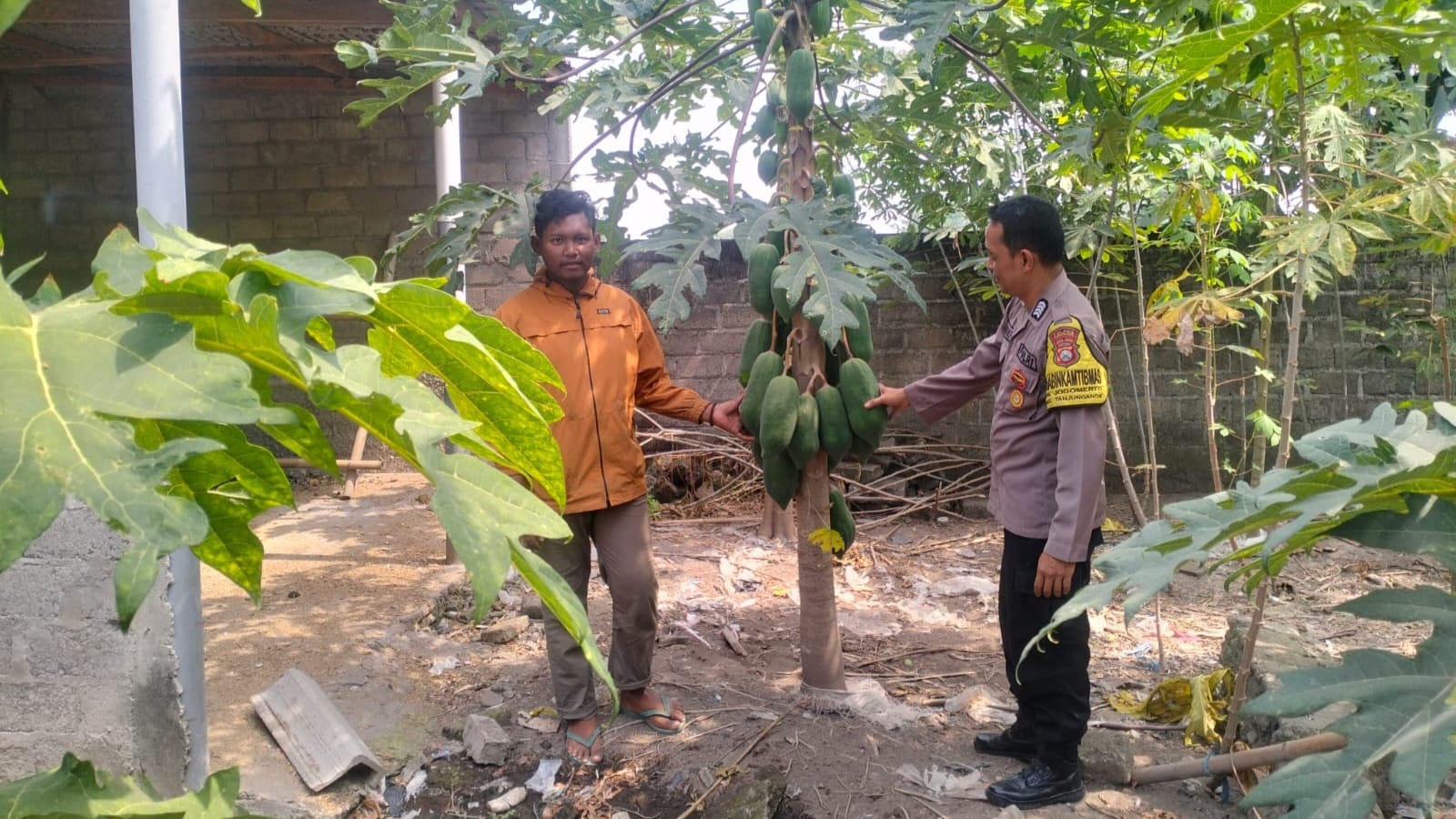 Pepaya Jadi Komoditas Andalan P2B, Bhabinkamtibmas Desa Jogomerto Dukung Ketahanan Pangan