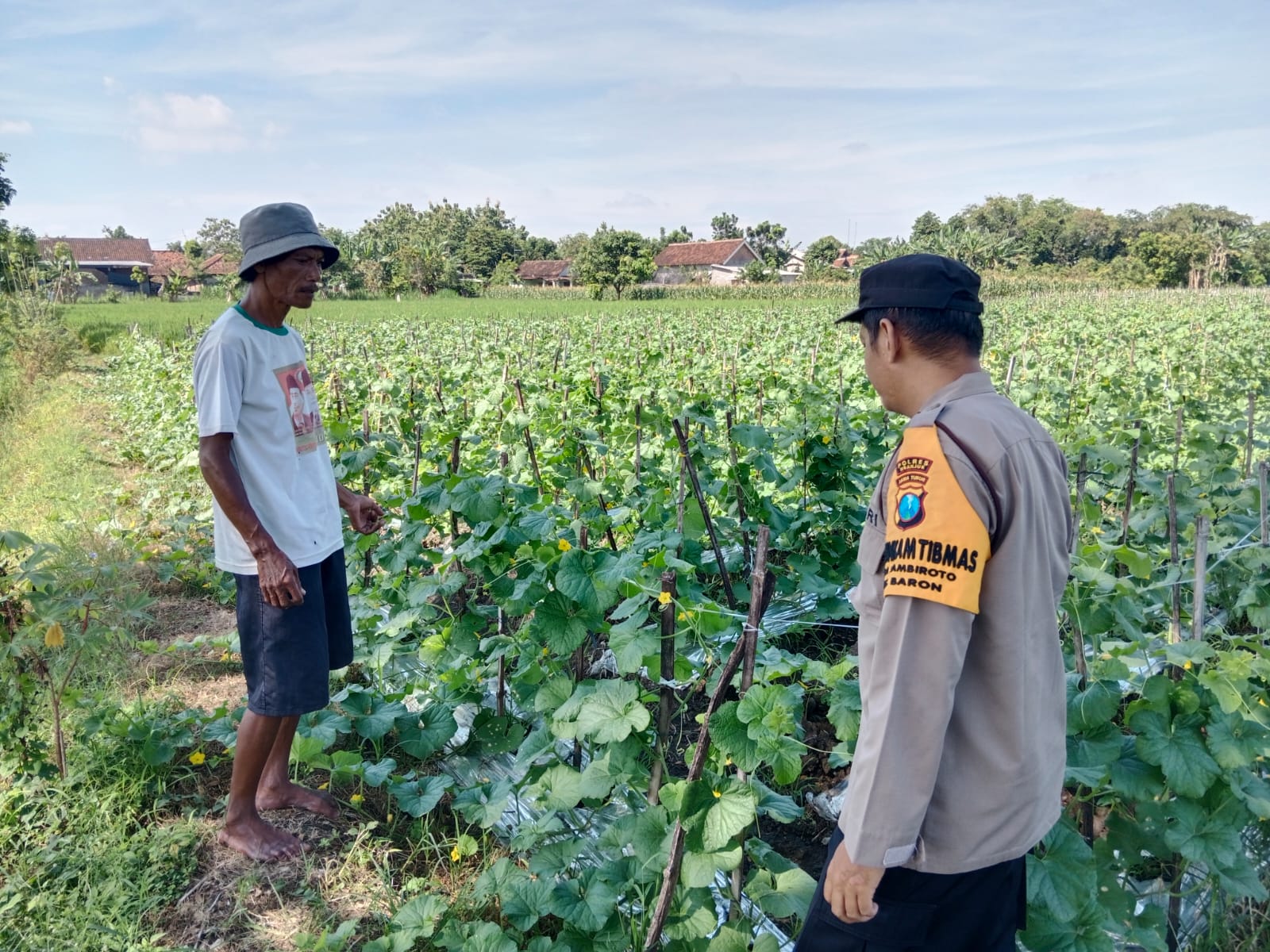 Pantau Jagung Usia Muda, Bhabinkamtibmas Desa Sambiroto Kawal Ketahanan Pangan