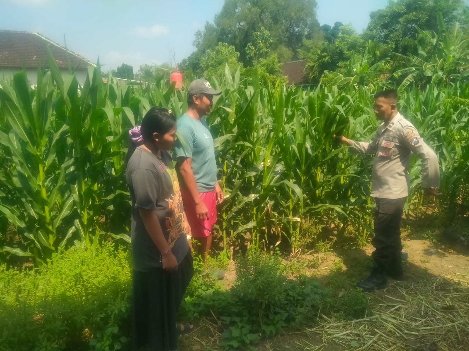 Pantau Lahan Jagung, Bhabinkamtibmas Desa Gebangkerep Dukung Ketahanan Pangan Nasional