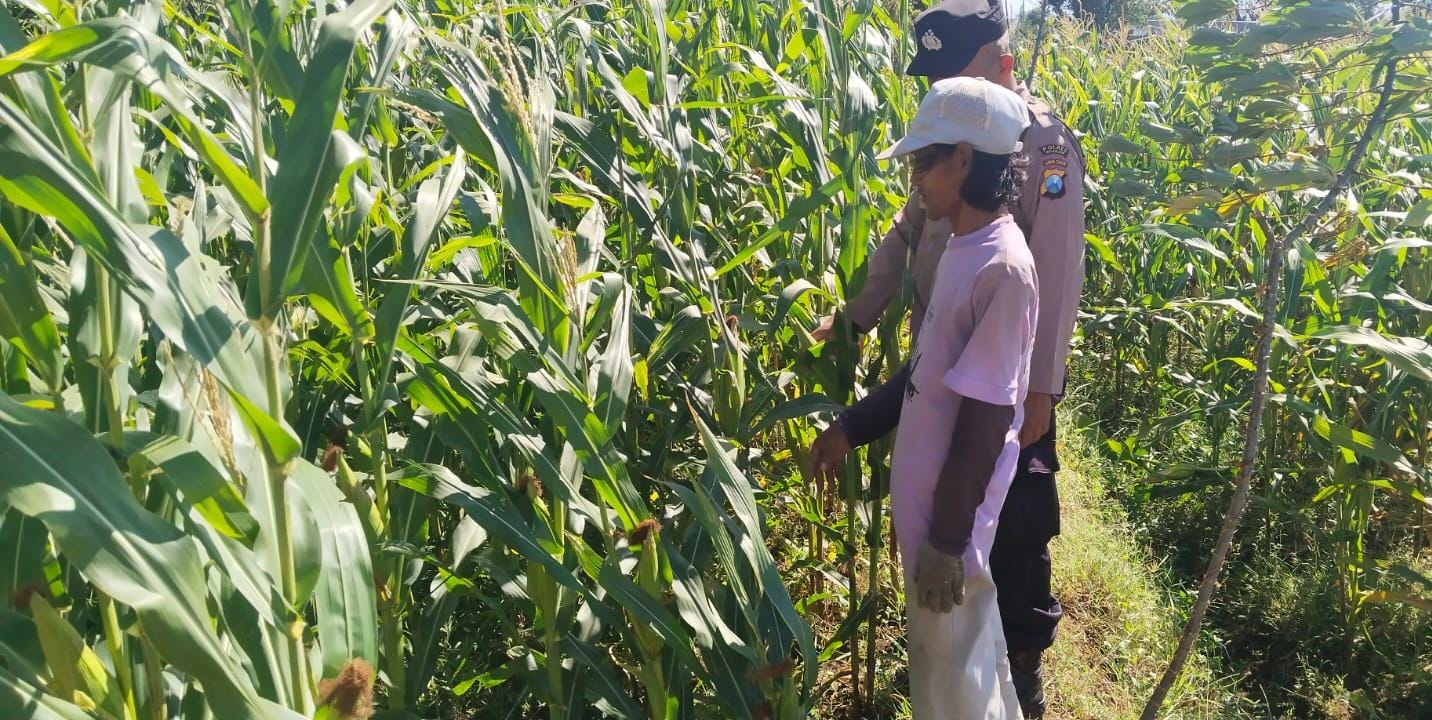 Kanit Binmas Polsek Ngetos Pantau Lahan Jagung dan Ketersediaan Air Dukung Ketahanan Pangan