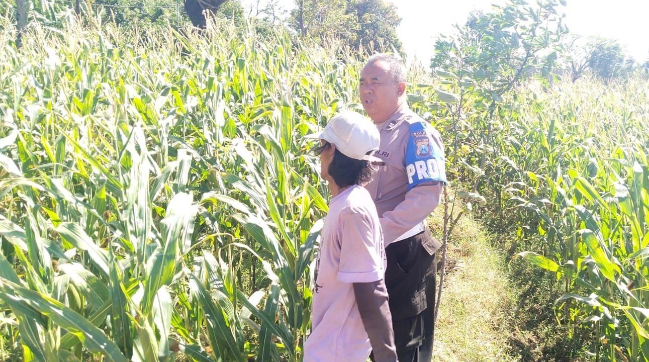 Kanit Provost Polsek Ngetos Pantau Ketersediaan Pupuk Jagung Dukung Ketahanan Pangan