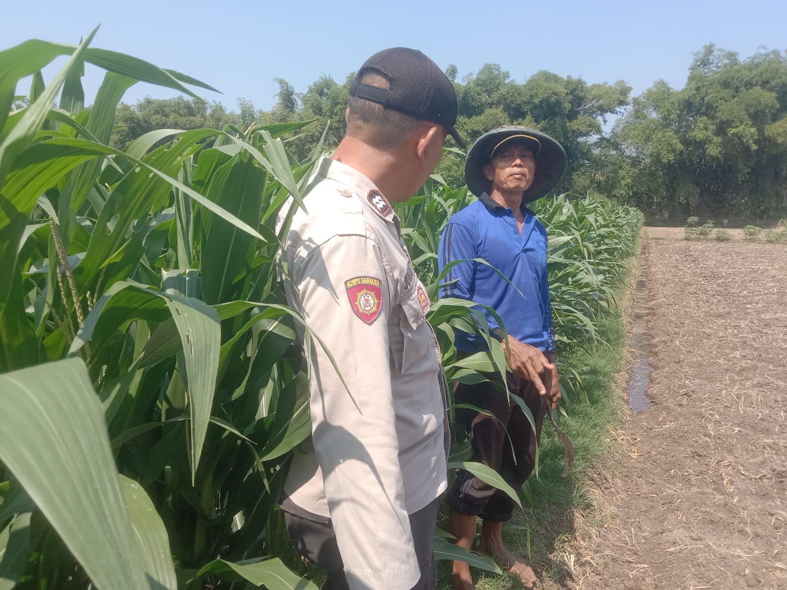 Pantau Lahan Jagung dan Ketersediaan Pupuk, Bhabinkamtibmas Desa Pacewetan Dukung Ketahanan Pangan