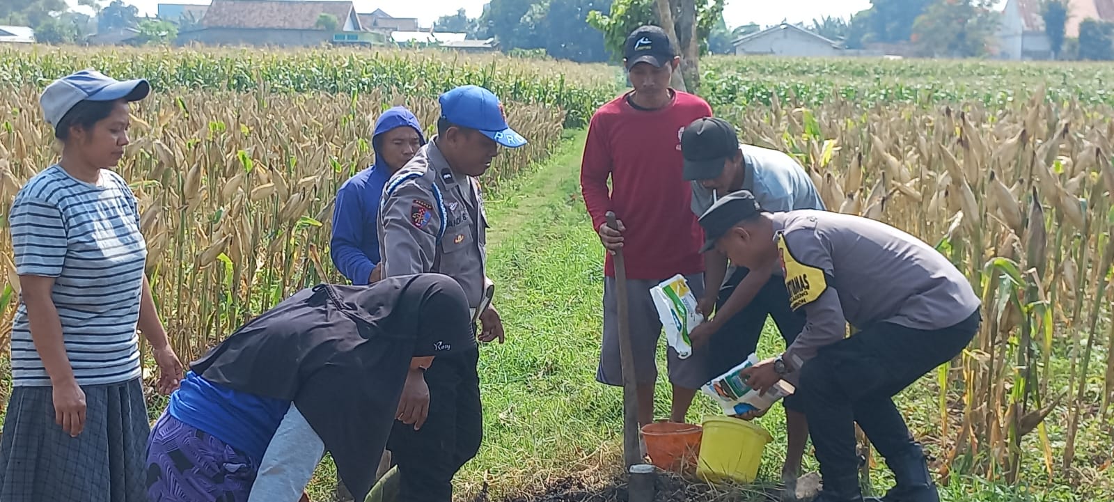 Pantau Jagung dan Ketersediaan Pupuk, Bhabinkamtibmas Desa Sonoageng Dukung Ketahanan Pangan