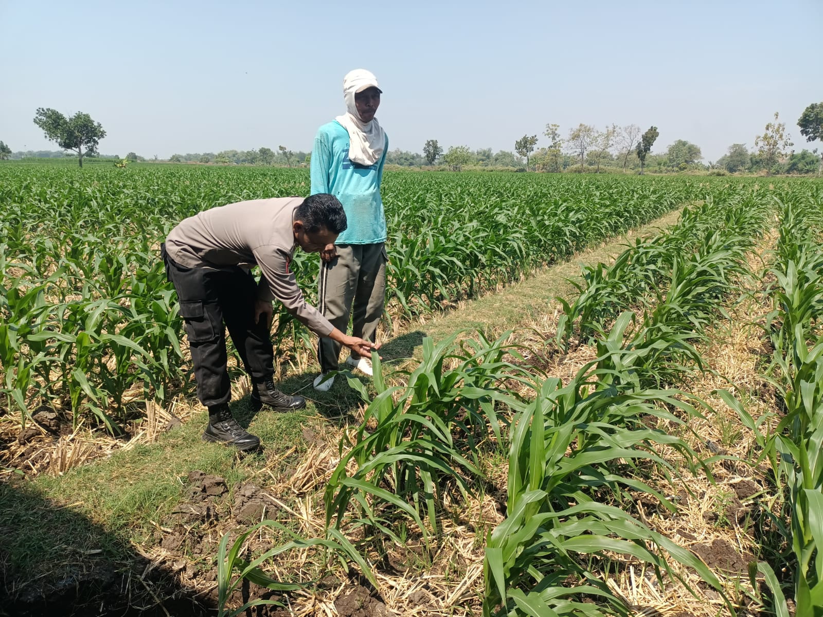 Pantau Tanaman Jagung, Bhabinkamtibmas Desa Mlorah Sisipkan Imbauan Keamanan Kendaraan Petani
