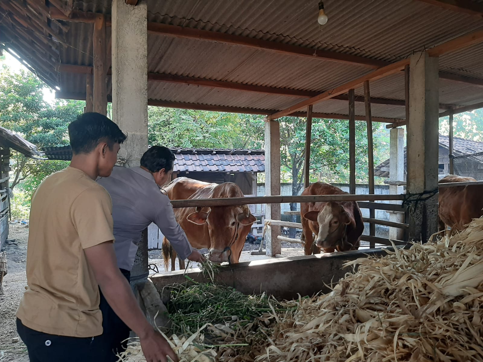 Pantau Ternak Sapi, Bhabinkamtibmas Desa Sumbermiri Perkuat Ketahanan Pangan dan Kamtibmas