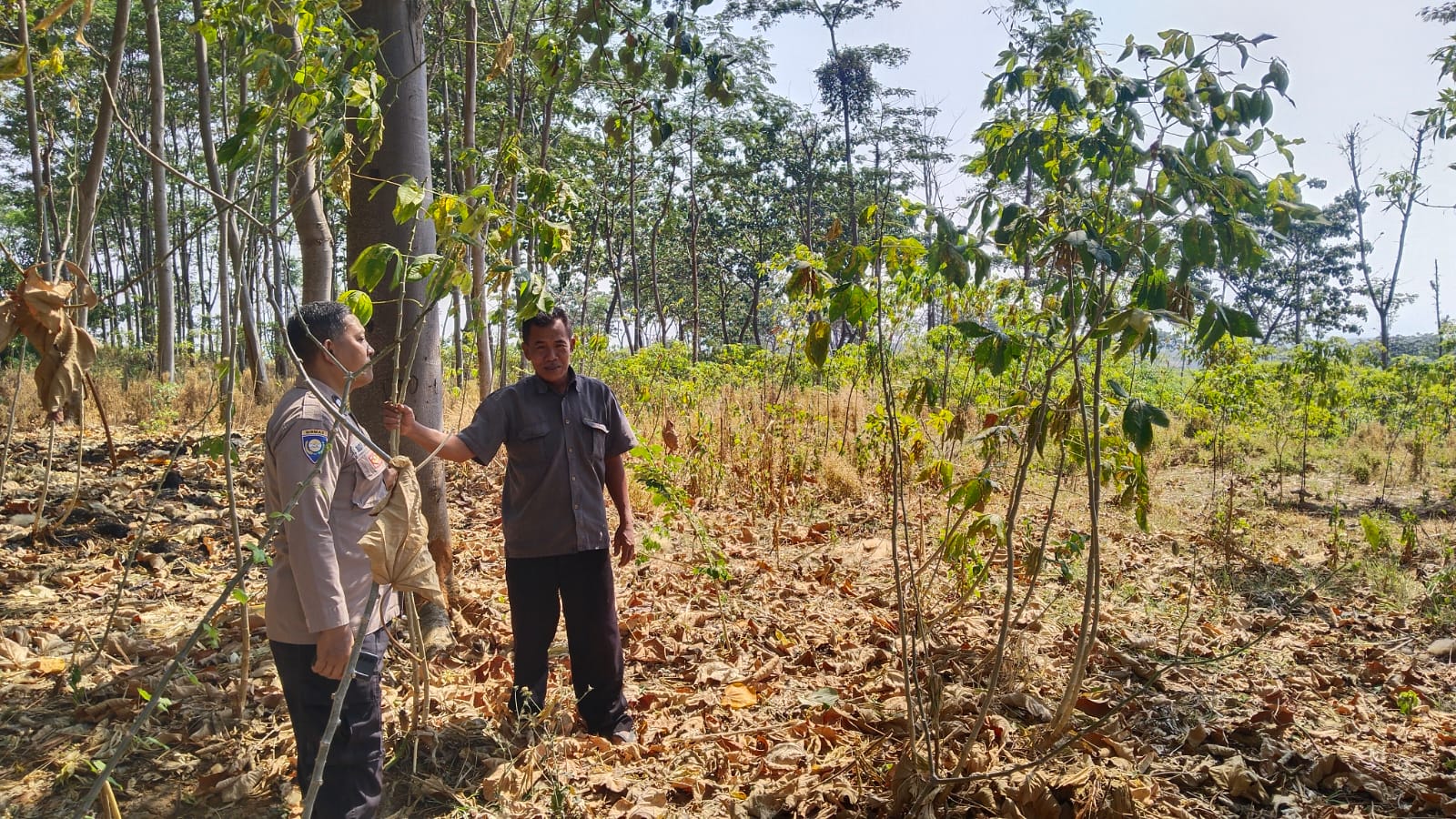 Tanam Ketela di Sela Hutan Jati, Kanit Binmas Polsek Sawahan Dukung Ketahanan Pangan