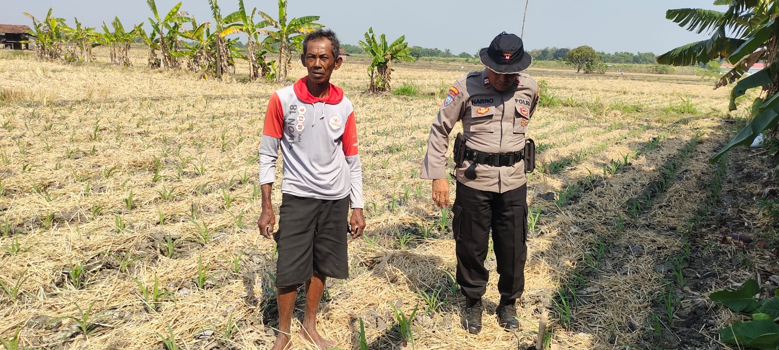 Kanit Binmas Polsek Gondang Pantau Lahan Jagung dan Berikan Edukasi kepada Petani