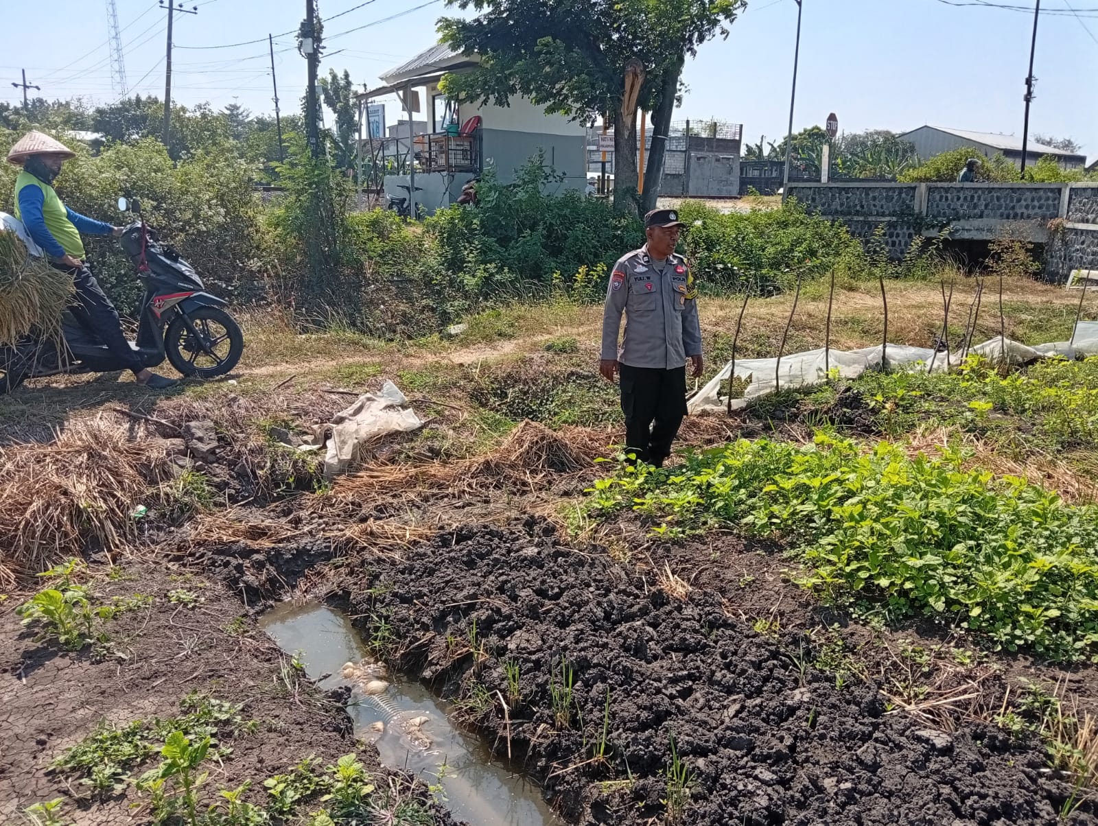 Pantau Tanaman Sawi, Bhabinkamtibmas Desa Kedungsoko Dukung Ketahanan Pangan Nasional