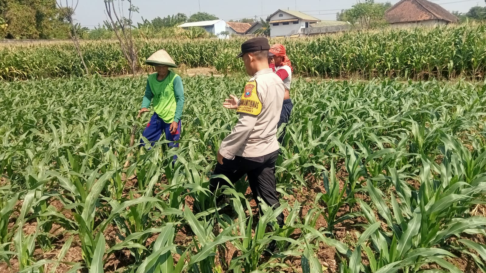 Bhabinkamtibmas Desa Loceret Pantau Tanaman Jagung Dukung Ketahanan Pangan Nasional