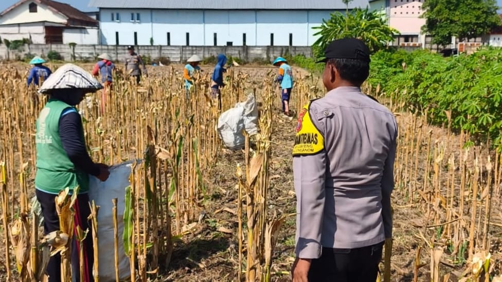 Bhabinkamtibmas Kelurahan Tanjunganom Dorong Petani Tingkatkan Produktivitas Jagung di Musim Kemarau