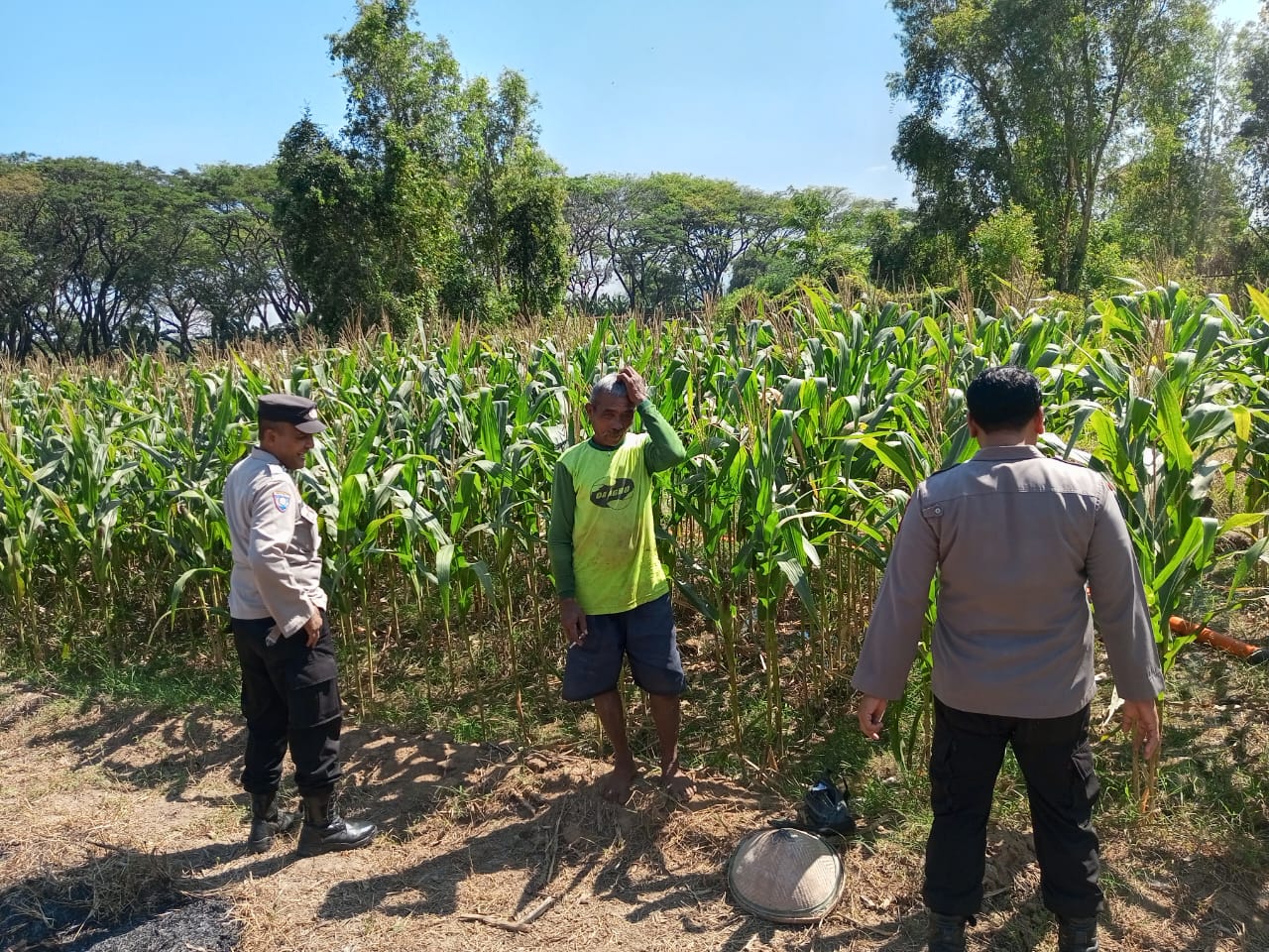 Anggota Polsek Wilangan Pantau Lahan Jagung dan Imbau Petani Amankan Kendaraan