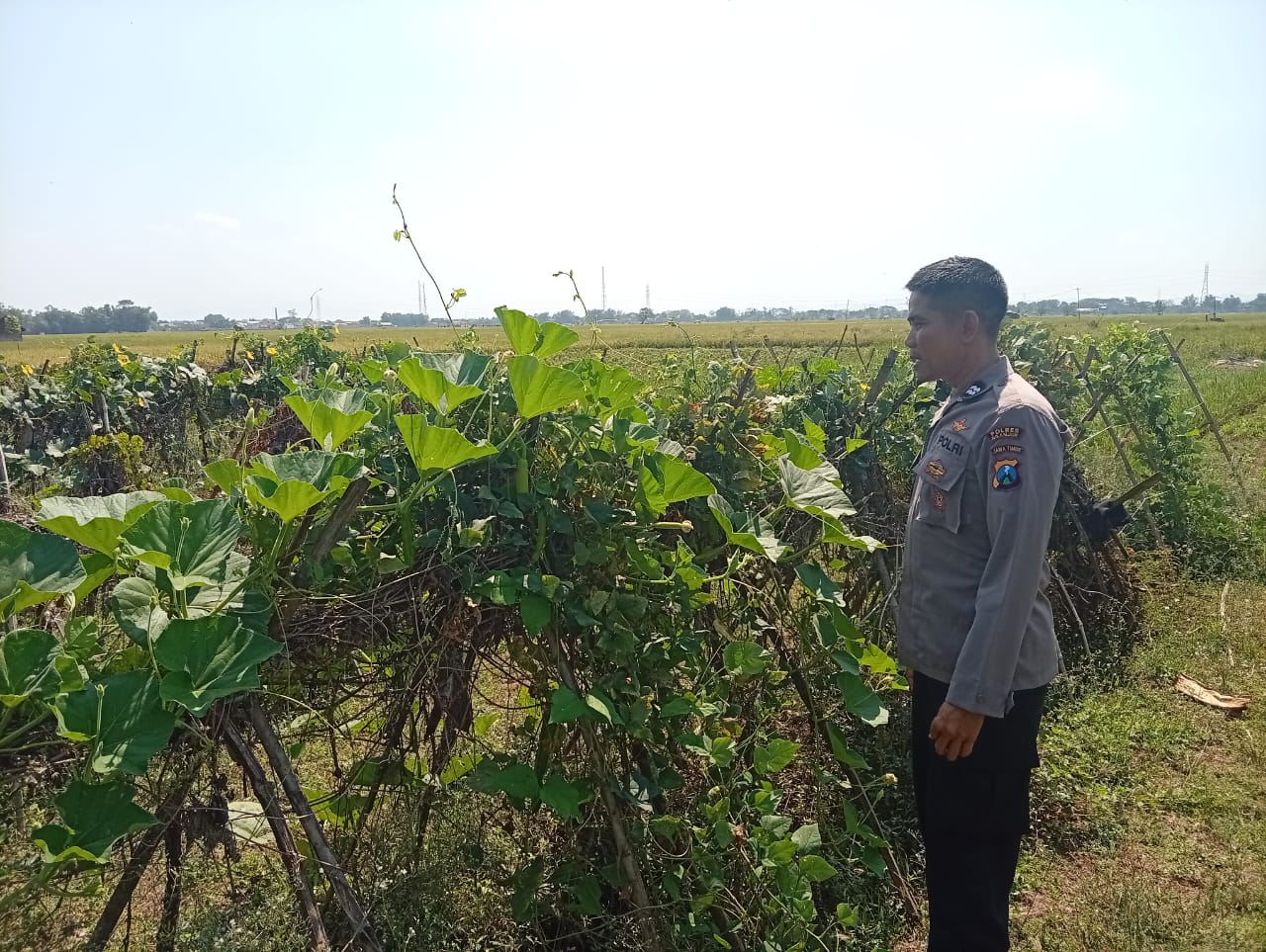 Kanit Binmas Polsek Sukomoro Pantau Budidaya Kacang Panjang di Lahan Sela