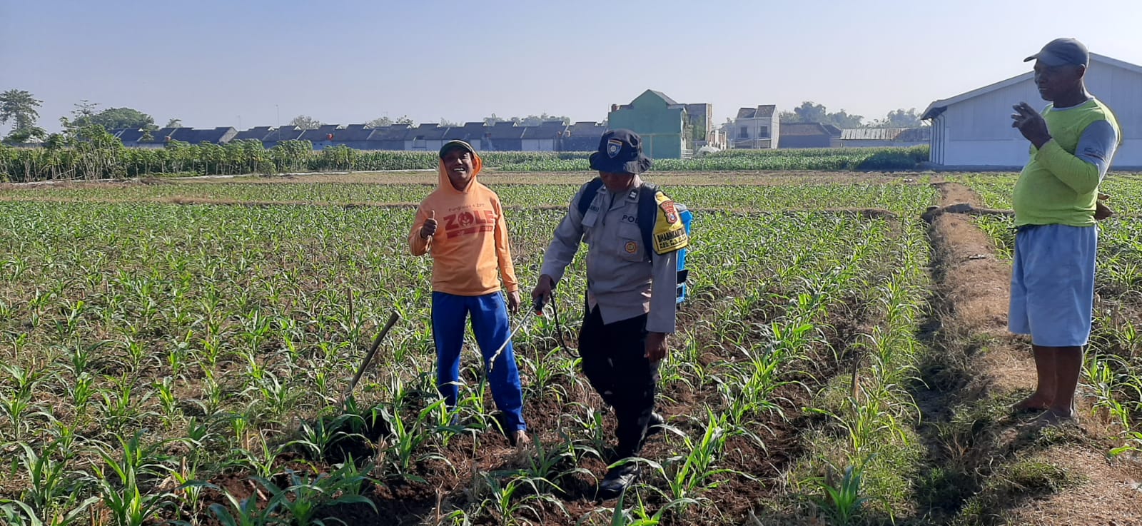 Bhabinkamtibmas Kelurahan Ringinanom Dampingi Perawatan Jagung Usia Tanam Dukung Ketahanan Pangan